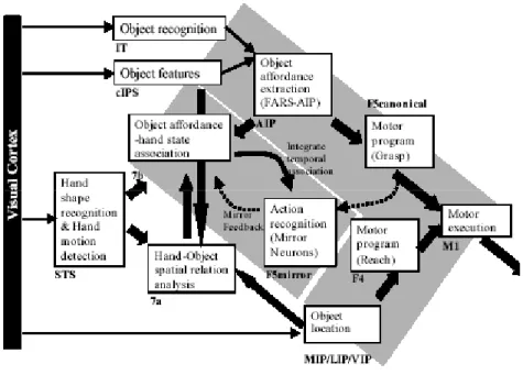 Figura 4: Schema del modello neurone specchio incorporato al modello FARS elaborato da  Oztop e Arbib (Arbib, 2006:16) 