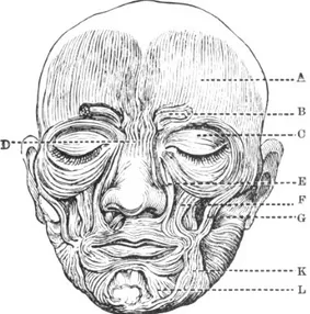 Figura 7: Muscoli facciali per lo studio delle espressioni: immagine usata da Darwin  (1872:24) 