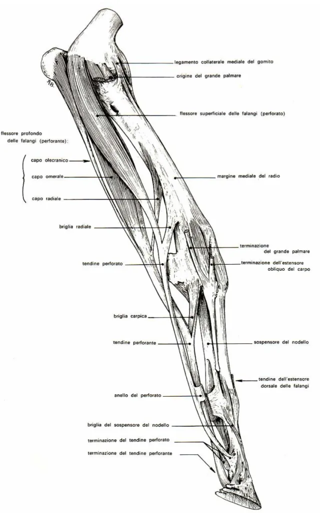 Fig.  1.  Muscoli  flessori  delle  falangi  di  cavallo.  Arto  sinistro,  veduta  mediale  dopo  ampia  apertura  delle 