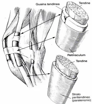 Fig. 3. Schema dell’anatomia dei tendini e dei loro rapporti con il peritenonio e le guaine tendinee