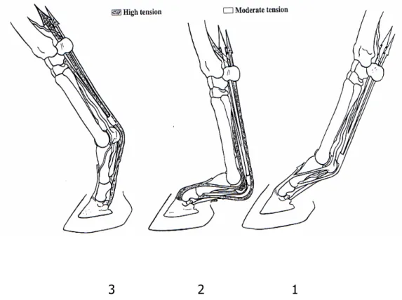 Fig.  6.  Anatomia  funzionale  dei  tendini  flessori  delle  falangi  e  del  legamento  sospensore  durante  il  movimento