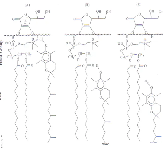 Fig 3.1.1.2.-  Schematizzazione della localizzazione della Vitamina E nel bilayer  lipidico (tratto da Afri et al., 2004) 