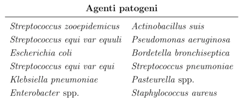 Tabella 3.3: Batteri pi` u frequentemente isolati dal polmone di cavalli adulti (Da Hewson e Viel [ 125 ]).