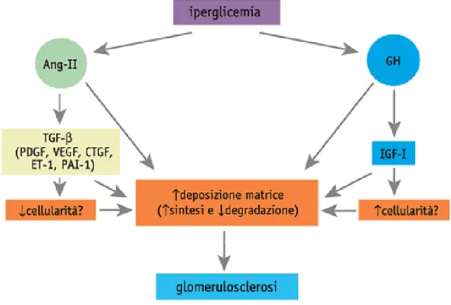 Figura  4.  Alterata  espressione  di  citochine  e  patogenesi  della  nefropatia  diabetica
