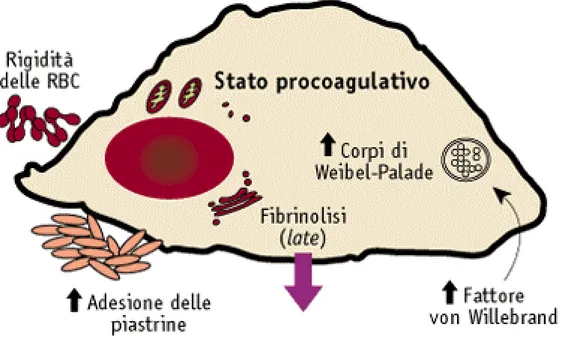 Figura 5. L’inibitore dell’attivazione del plasminogeno 1 (PAI-1) è un potente inibitore della fibrinolisi (figura 4) 