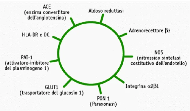 Figura  10.  Significativa  associazione  con  la  retinopatia  è  stata  riportata  geni  ARL2 