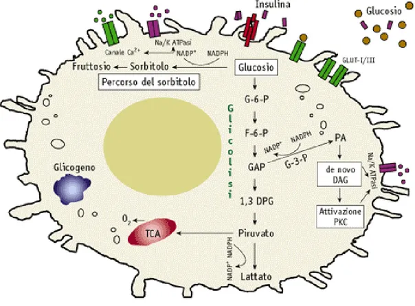 Figura  11.  L’aldoso  reduttasi  (ARL2),  il  primo  enzima  della  via  del  polioli,  ha  un  ruolo  importante  nella 