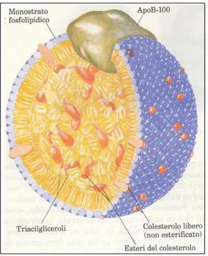 Figura 3: Struttura di una lipoproteina a bassa densità (LDL). Al centro si trovano soprattutto esteri del  colesterolo e triglicerid i, m entre apo p ro teine, co lestero lo  e fo sfo g licerid i ne fo rm ano  l’invo lucro 