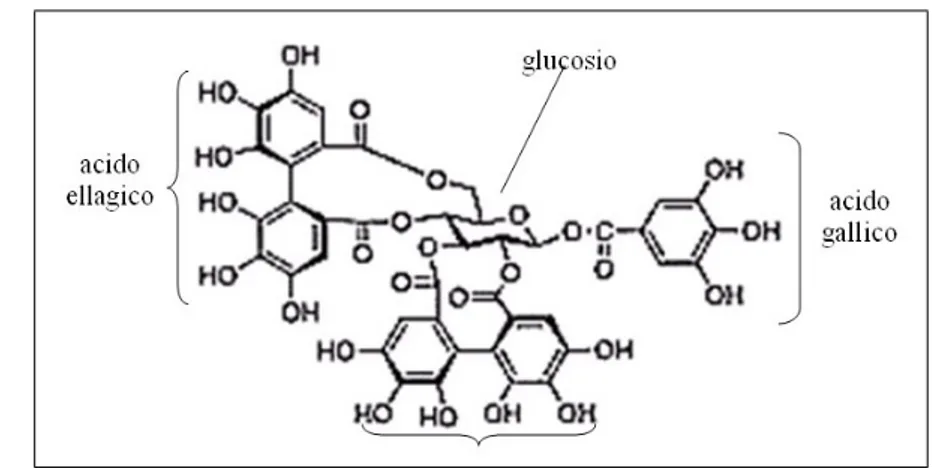 Figura 1.5: Rappresentazione della struttura chimica di un ellagitannino.