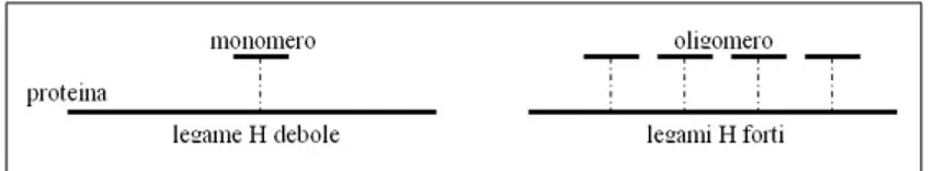 Figura 1.7: Rappresentazione schematica dei legami idrogeno dei composti tannici con le proteine.