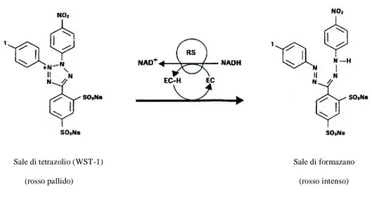 Fig. 2.6 Bioconversione del substrato WST-1 (sale di tetrazolio) in sale di formazano solubile