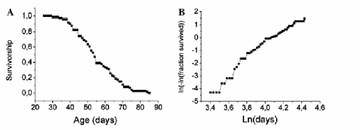Figure 3.1: Age-specific mortality in Nothobranchius furzeri, strain Gona Re Zhou. The  survivorship curves were obtained by recording the number of dead fish every day