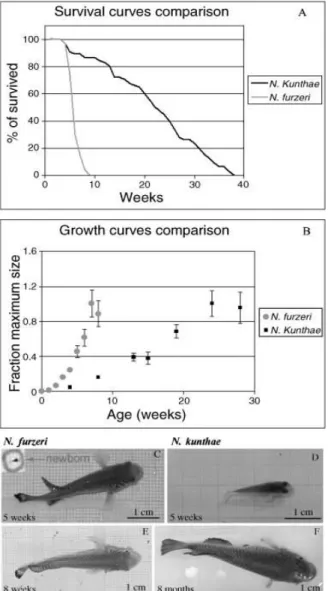 Figure 3.2: survival and growth of N. furzeri and N. kunthae. (A) Survival curves recorded  under the same culture conditions