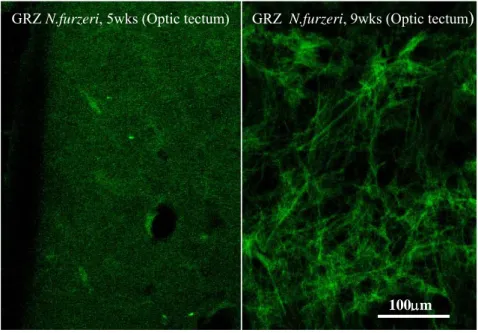 Figure 3.5: Neurofibrillary degeneration in Optic Tectum of GRZ inbred Nothobranchius 