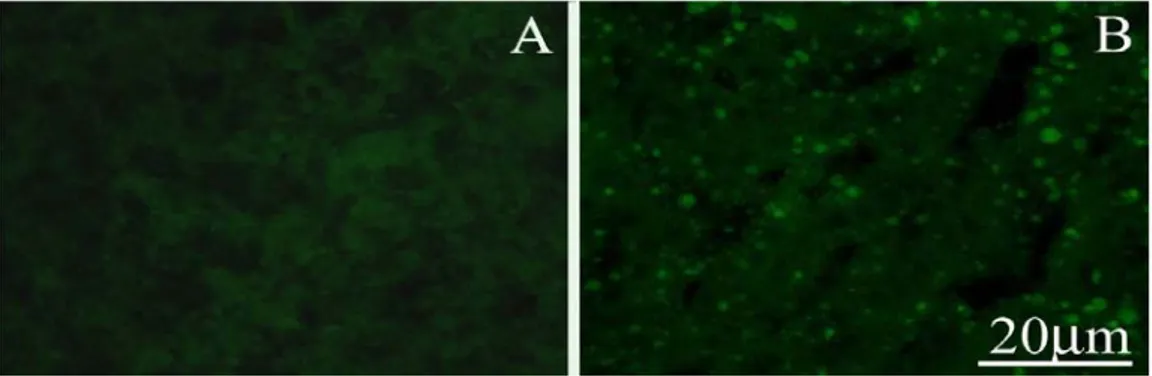 Figure 3.7: Marker of liver senescence in GRZ inbred N. furzeri: lipofuscin. (A) Five weeks  old fish liver slice, showing no lipofuscin autofluorescence; the diffuse green fluorescence is  back-ground