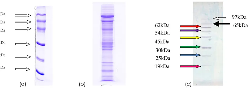 Figura 14: (a) mostra la corsia del marker; (b) SDS-PAGE al 12% di 50 µg di estratto proteico di operaia (96h),  colorato con  Coomassie Blu R-250 ; (b) membrana PVDF risultante dal blotting ed immunorivelazione del gel di fig