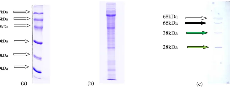 Figura 15: (a) mostra la corsia del marker; (b) SDS-PAGE al 12% di 50 µg campione di regina (96h),  il gel è stato colorato  con Coomassie Blu R-250