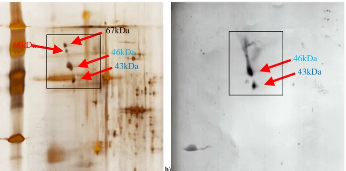 Figura 17: (a) gel 2-DE al 12% in cui sono stati caricati 3000µg di estratto proteico di operaia colorato con silver  staining (MALDI compatibile); (b) membrana PVDF risultante dal blotting ed immunorivelazione di fig.17 (a)  permette di osservare l'effett
