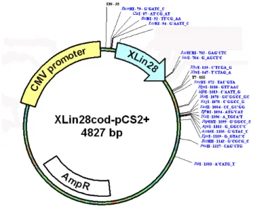 Figura 10: Xlin-28Acod-pCS2.