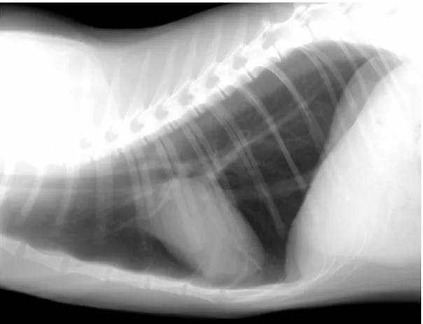 Fig I-9  Radiografia toracica di un gatto in corso di ipovolemia, proiezione LL destra