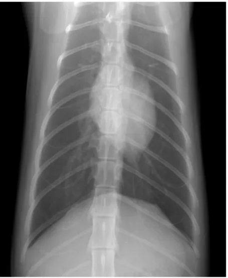 Fig I-10  Radiografia toracica di un gatto in corso di ipovolemia, proiezione VD. 
