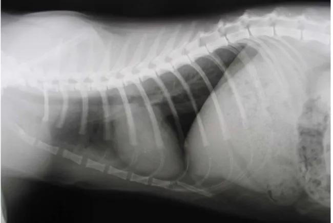 Fig I-1  Radiografia toracica di un gatto sano, proiezione LL destra. 