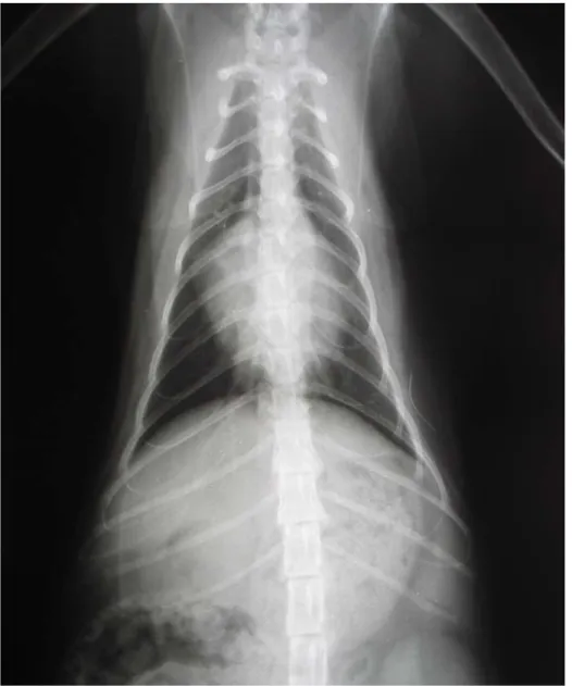 Fig I-2  Radiografia toracica di un gatto sano, proiezione VD. 