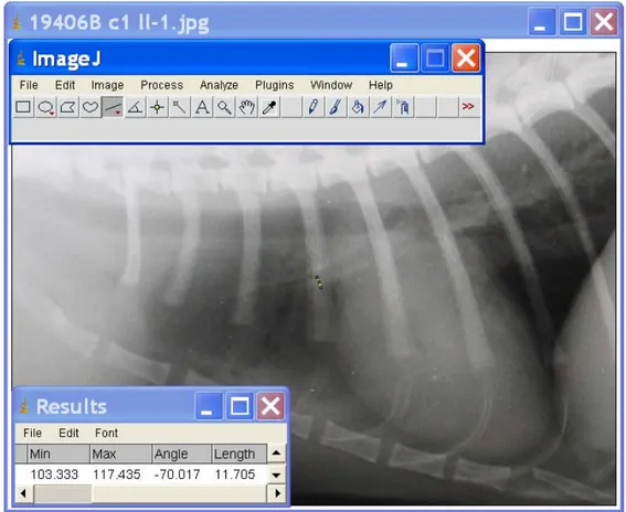 Fig II-1   Screenshot del software ImageJ durante la misurazione della vena craniale (proiezione LL)
