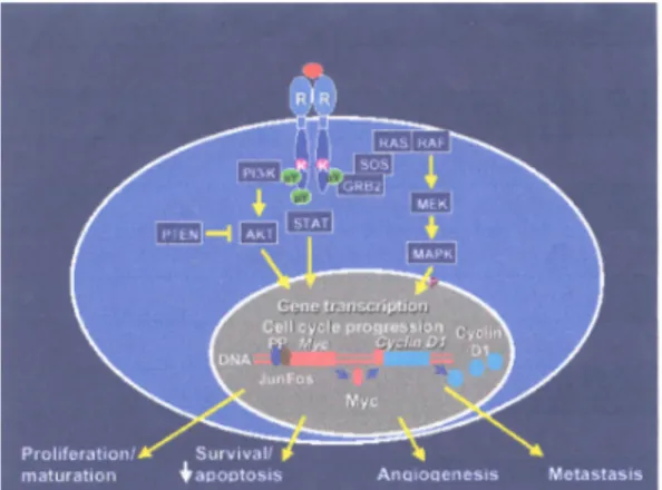 Fig. 10 Meccanismo d’azione di EGFR 