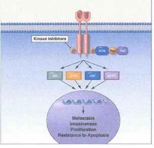 Fig. 12 e 13 Inibizione del recettore EGFR 