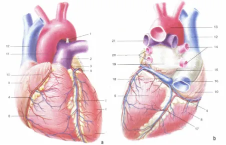 Fig. 2.1.1 Struttura esterna del cuore: faccia sternocostale (a),  faccia diaframmatica (b)