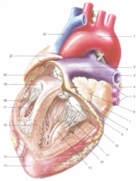 Fig. 2.1.2 Struttura interna dei ventricoli.  (Da: G. Ambrosi, Anatomia dell’uomo, edi-ermes, 2004) 