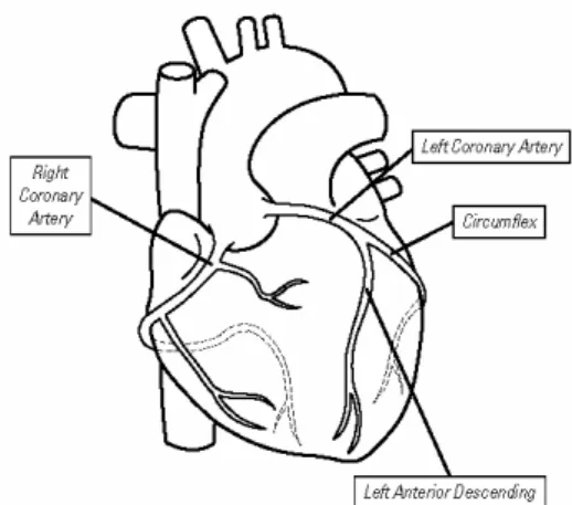 Fig. 2.2.1 Schema dell’anatomia coronarica. 
