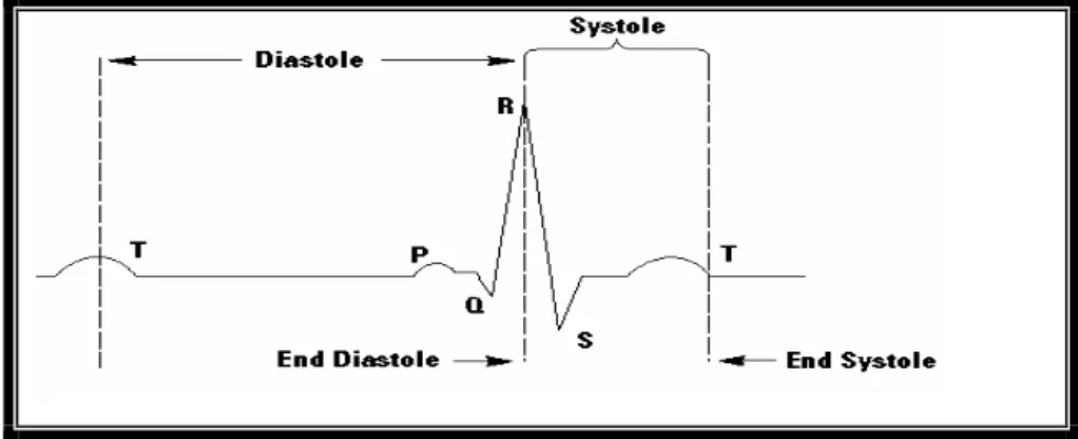 Fig. 2.4.2 Schema di un elettrocardiogramma. 