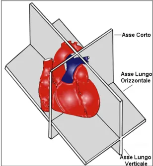 Fig 2.5.1 Schematizzazione dei piani di scansione standard del cuore. 
