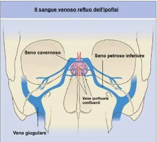 Figura 12 – Il sangue venoso refluo dell’ipofisi 