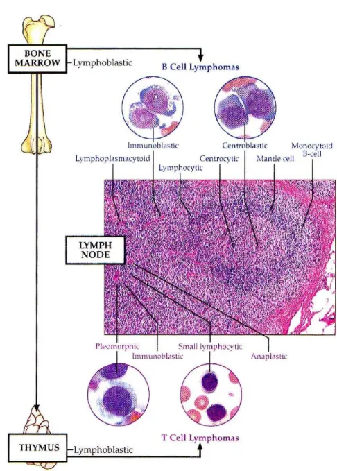 Figura 1.1: Classicazione dei linfomi secondo lo schema di Kiel (da Messick J.B. e Calderwood May M.B., Classication of lymphomas in Shalm's Veterinary Hematology, Feldman BE, Zinkl JG, Jain NC, eds