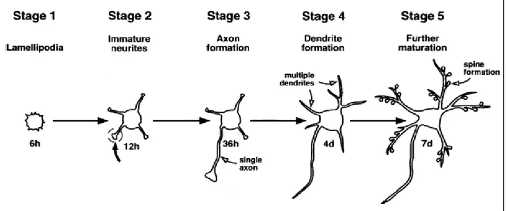Figura 4 Stadi di sviluppo di cellule ippocampali. Dopo 6 ore i neuroni di colture primarie di  ippocampo aderiscono al substrato formando lamellipodi (stage 1), le cellule iniziano a emettere  coni di crescita e piccoli neuriti (stage 2)
