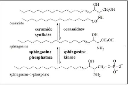 Figura 10 Struttura della Ceramide, sfingosina e sfingosina-1-fosfato. Vengono indicati gli enzimi  responsabili dell’interconversione dei diversi metaboliti sfingolipidici