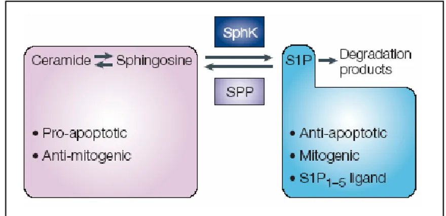 Figura 11 Modello del reostato degli sfingolipidi per il quale il destino cellulare dipende dal  rapporto induttori pro-apoptotici quali la ceramide e la sfingosina  e S1P che ha invece azione  opposta favorendo la sopravvivenza  