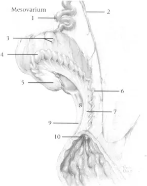 Figura 1.1: 1, Ramo ovarico dell'arteria ovarica di sinistra; 2, ramo uterino dell’arteria  ovarica di sinistra; 3, Noduli adrenocorticali; 4, Ampolla della tuba uterina di sinistra; 5,  Infundibulo della tuba uterina che circonda la fossa di ovulazione; 6