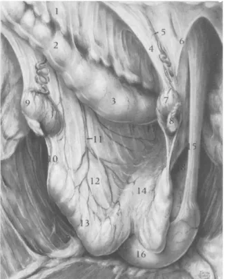 Figura 1.2: Visione frontolaterale del tratto riproduttivo della cavalla dopo asportazione  del  pacchetto  intestinale