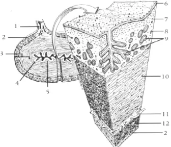 Figura  1.3:  Sezione  trasversale  del  corno  uterino.  1,  Mesometrio;  2,  Perimetrio;  3,  Miometrio;  4,  Endometrio;  5,  Tessuto  connettivale  collagenoso;  6,  Superficie  dell’endometrio;  7,  lamina  compatta  della  lamina  propria;  8,  lamin