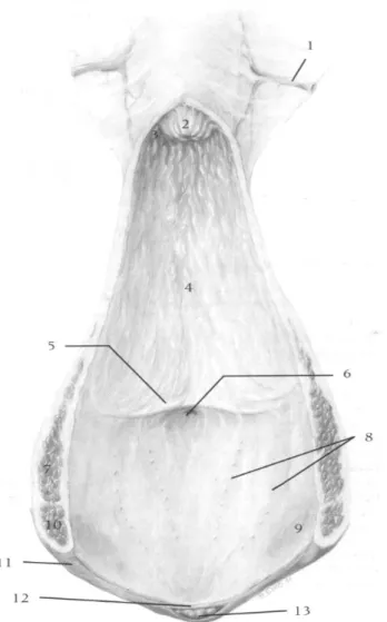 Figura  1.5:  Visione  dorsale  di  vulva  e  vagina  dopo  apertura.  1,  Arteria  vaginale;  2,  Porzione vaginale della cervice; 3, Fornice vaginale;  4, Parete ventrale vaginale; 5, Piega  trasversale;  6,  Orificio  uretrale;  7,  Muscolo  costrittore