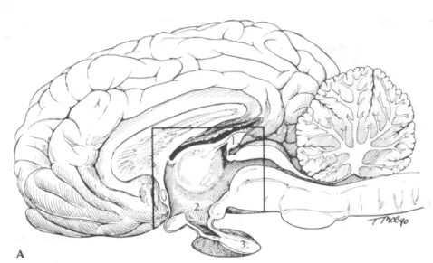 Figura 3.1: costituenti neuroendocrini del diencefalo implicati nella regolazione del sistema  riproduttivo