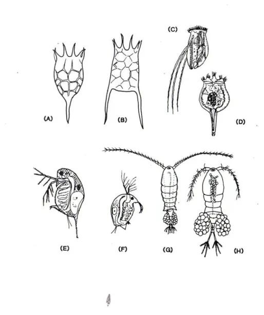 Fig. 1.6  Zooplancton d’acqua dolce: A-D) Rotiferi; E-H) Crostacei. 