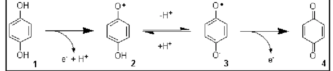 Figure  7.  Oxidation  of  an  o-diphenol  (1)  to  o-diquinone  (4)  and  its  intermediary steps, a reaction catalyzed by polyphenol oxidase