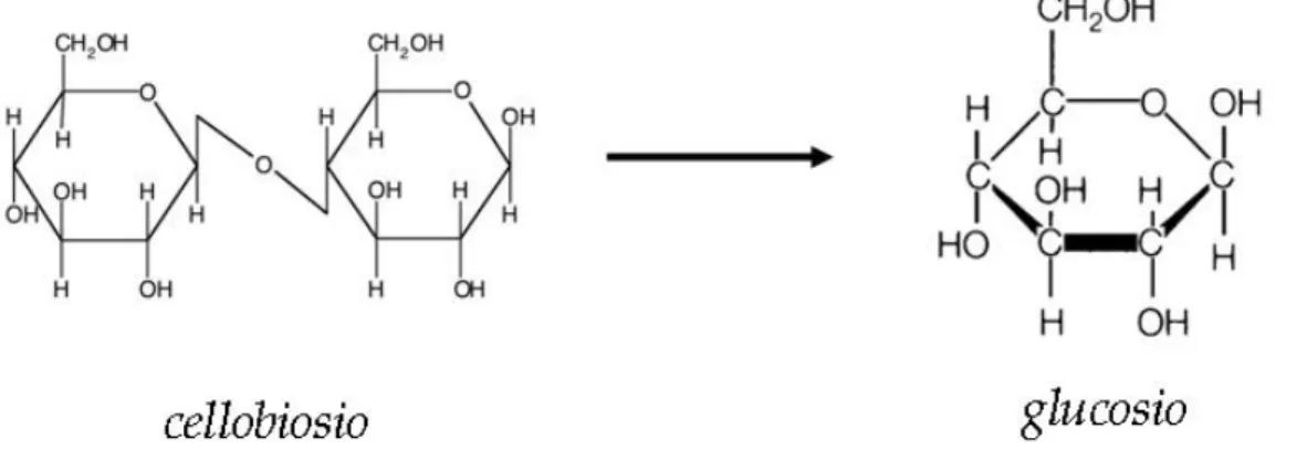 Figura 1.4: Reazione catalizzata dalla β-glucosidasi nel suolo.