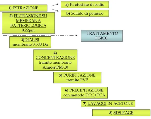 Figura 2.1: Protocollo A con applicazione dell’SDS-PAGE