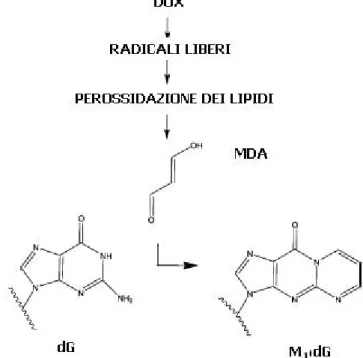 Figura 1.4 Addotto MDA-DNA